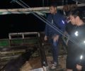 Polres Manggarai Tangkap Penyelundup, Amankan Belasan Ekor Sapi dan Kapal