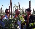 Bupati Manggarai: Sektor Pertanian dan Hortikultura Tetap Jadi Prioritas